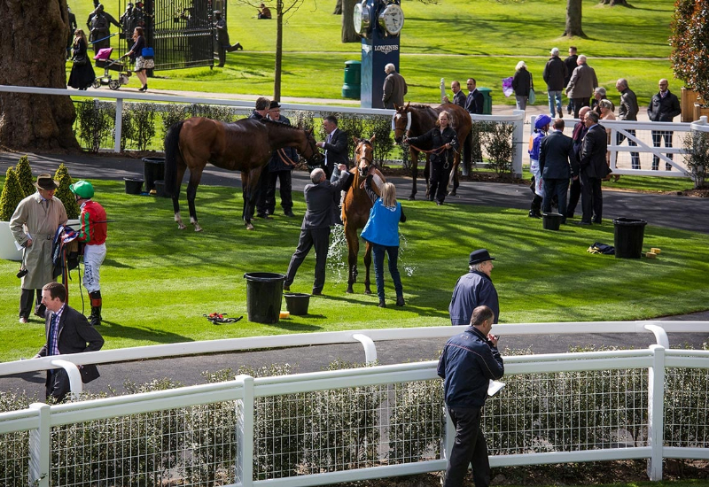 Olympic-level equestrian facilities